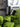 SCOPE spot op boom met BRACE