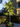 In-Lite SCOPE licht op boom
